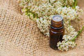 100% Yarrow Oil India Oil Venta al por mayor Bulk Yarrow Oil India Oil Natural y Pure Yarrow Oil India Oil - Product Image 2