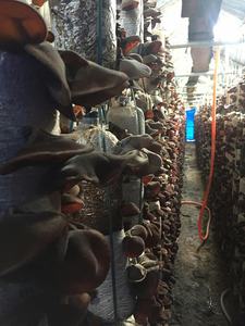 Champignon d'oreille en bois séché/Champignon séché de haute qualité pour l'exportation/Champignon d'oreille d'arbre du Vietnam Mme Lily - Product Image 3