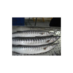 Pescado Barracuda Congelado de Grado de Exportación, Suministrado a Granel con Entrega en Cadena de Frío Confiable - Product Image 1