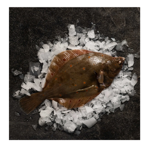 Pescado Plaice Congelado Entero y en Filetes - Proveedor Mayorista de Pescado Plaice - Product Image 5