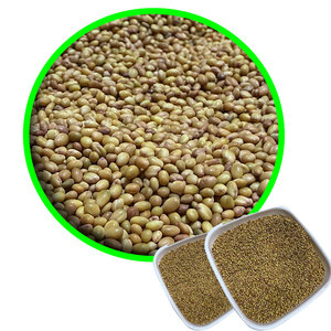 Trèfle Berseem | Apport précieux dans l'élevage - Product Image 1