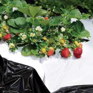 Film de paillage agricole noir et blanc en LLDPE traité anti-UV - Product Image 2