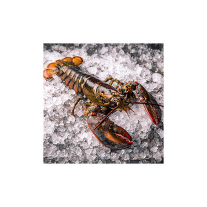 Homard frais vivant entier de haute qualité certifié HACCP provenant des États-Unis - Product Image 6