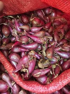 Cebollas moradas rojas en grandes cantidades de buena calidad para exportación desde Blue Lotus Farm Viet Nam - Product Image 2