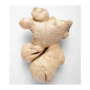 Bulk Vietnamese Fresh Ginger Wholesale Yellow Ginger With Best Price Dry Ginger Exporting Standard (Ms. Elysia WA +84789310321)