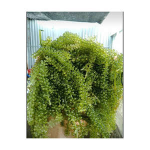 องุ่นทะเลสด คาเวียร์สีเขียว กลิ่นทะเล เนื้อกรอบ สีเขียวสด เหมาะสำหรับการซื้อจำนวนมาก - Product Image 4