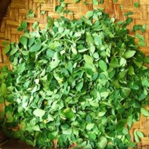 100% FEUILLES DE MORINGA SÉCHÉES NATURELLES APPROVISIONNEMENT EN VRAC À L'EXPORTATION - Product Image 5