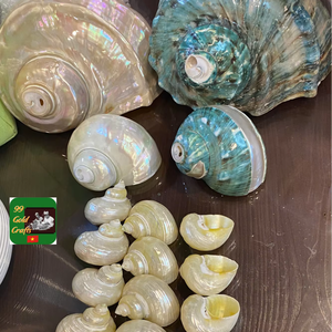 เปลือกหอยสำหรับเครื่องประดับทำด้วยมือชิ้นงานตกแต่งแบบพรีเมี่ยมจากธรรมชาติเหมาะสำหรับบ้านและกิจกรรมจากเวียดนาม - Product Image 1