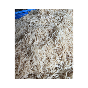 Eucheuma cottonii corte de algas gruesas sin sal para refinación de carragenina y postres gomosos, suministro de calidad consistente Vietnam - Product Image 5