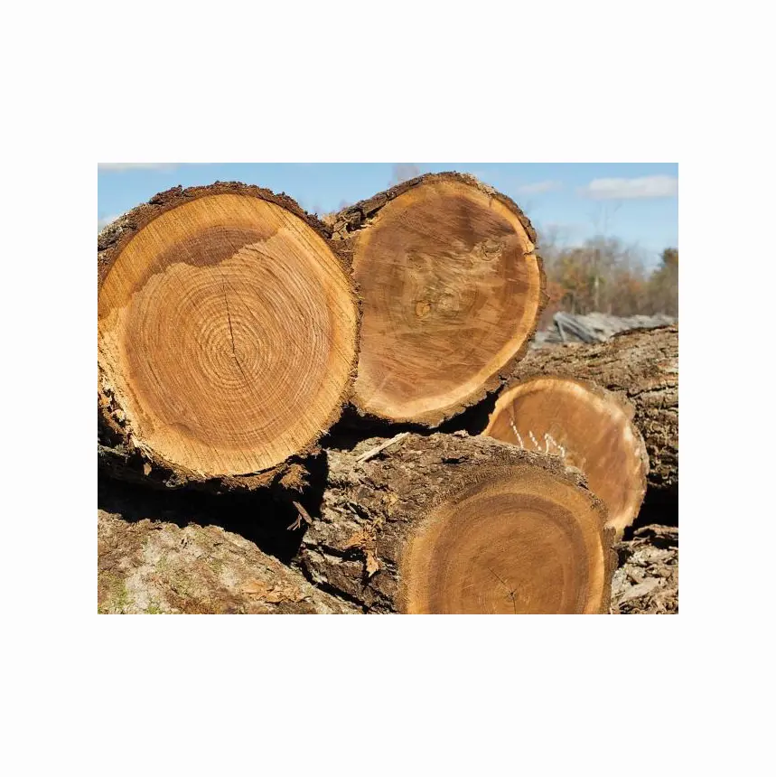 Tronchi di legname segato di qualità (pino, pioppo, betulla, spiaggia, noce, rosa)