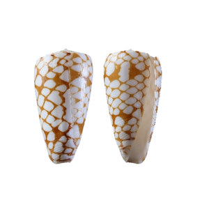 Cono de Caracol Seashell hecho a mano adorno artesanal Natural para decoración costera del hogar e ideas de regalos únicas - Product Image 3