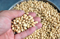 Soja canadien biologique pur de haute qualité emballé en vrac fèves de soja séchées en vente au prix de gros bon marché