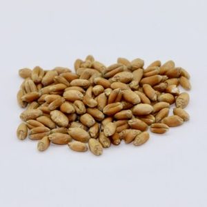 Semillas de Cebada Naturales de Primera Calidad Secadas a Baja Temperatura para la Elaboración de Cerveza y Procesamiento de Alimentos - Product Image 1