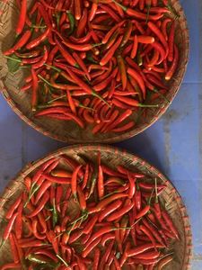 Piment rouge congelé IQF en vrac RED CHILLI sans produits chimiques, saveur riche, qualité culinaire 99 or données Vietnam meilleur prix - Product Image 6