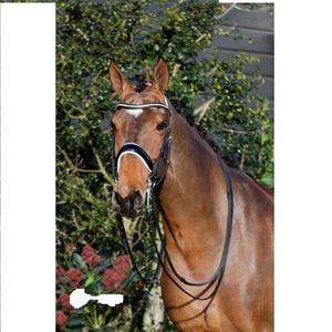 Brida de caballo de moda de cuero genuino Brida de caballo de cuero de lujo Brida de caballo MEJOR cuero genuino de alta calidad - Product Image 4