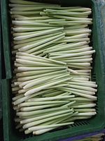 Offres Spéciales Cymbopogon citratus de Cochin frais ou herbe de Malabar herbe de Malabar congelée