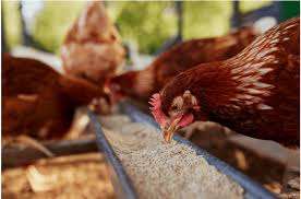 SUPPLÉMENT DE VOLAILLE DE LEAFGUARD - Product Image 3