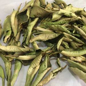 Hojas de lima secas 100% naturales auténticas a granel en bolsa de PE de Vietnam MINA +84325608680 - Product Image 6