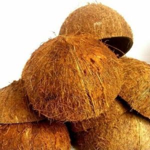Material ecológico de cáscara de coco seco natural orgánico para carbón y artesanías Estilo fresco - Product Image 5
