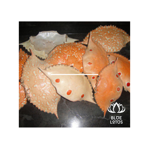 Wholesale Price Organic Carved <b>Crab</b> Seashell Beach <b>Decor</b> From Ba Ria-Vung Tau BLUE LOTUS Louis Model - Product Image 1