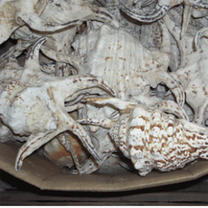 Lambis Chiragra Grade B Bijoux en coquillage sculpté motif de coquillage blanc grande taille 20-25cm divers types - Product Image 1