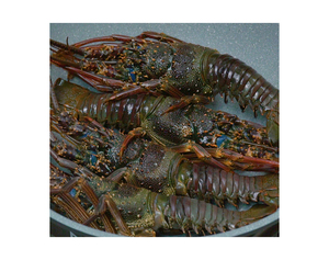 Homard entier congelé / Queue de homard congelée / Homard frais vivant à prix avantageux à vendre – Qualité supérieure, queue lisse, homard entier épineux - Product Image 2