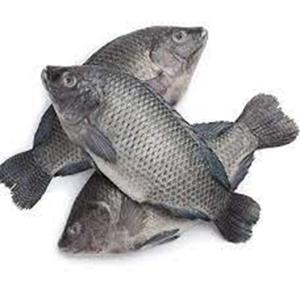 Tilapia congelé - Product Image 5