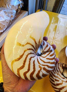 Nautilus Seashell Polished For <b>Aquarium</b> Table <b>Decor</b> Craft Supply Coastal Style Display Piece Home Decoration Use - Product Image 2