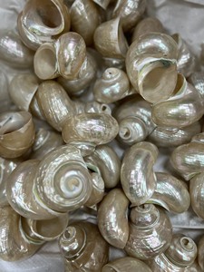 เปลือกหอยธรรมชาติของเวียดนามหอยปูฤาษีขัดเงาสำหรับสวนงานปาร์ตี้ชายหาดของตกแต่งและของขวัญจากข้อมูลทองคำ99ชิ้น - Product Image 6