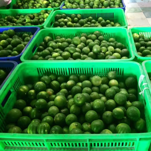 100% NATURAL FROZEN <b>LIME</b> GREEN COLOR WHITE FLESH FRESH TASTE FROM VIETNAM - Product Image 4