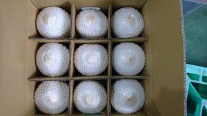 น้ำมะพร้าวสดสำหรับฤดูร้อนนี้/ส่งออกคุณภาพสูงจากเวียดนาม - Product Image 5