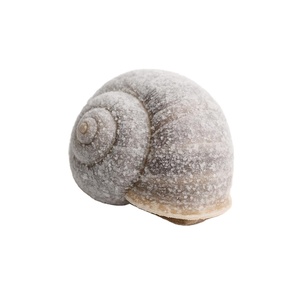 Meilleure offre Escargots frais Escargots vivants Escargots congelés pour les restaurants Utilisation culinaire Plats gastronomiques Agriculture Exportation - Product Image 5