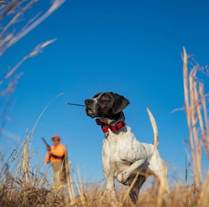 Collar de rastreo y entrenamiento Alpha TT25 10x Alpha 300i, el más vendido, para perros y mascotas, disponible para la venta. - Product Image 3