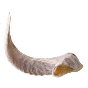 ชอฟาร์ทำมือจากเขาควายธรรมชาติ คุณภาพสูง เป็นมิตรกับสิ่งแวดล้อม ได้รับการรับรองโคเชอร์ เหมาะสำหรับการเป่าในพิธีกรรม งานฝีมือเหนือกาลเวลา ของสะสมงานศิลปะ - Product Image 2