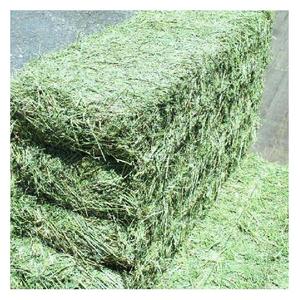 Grossiste exportateur de balles de foin de luzerne pour l'alimentation animale en vrac - Product Image 6