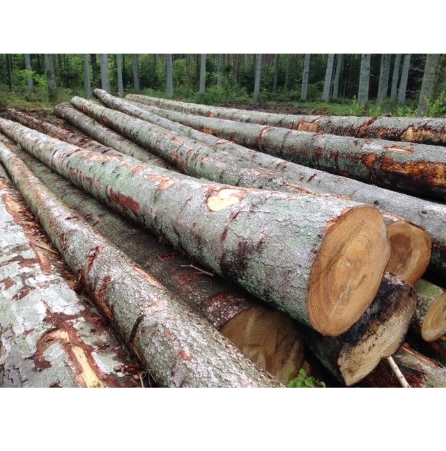Spruce Timber Logs - Durable and Versatile Wood for Construction