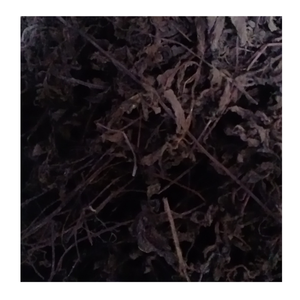 Vente en gros de feuilles de gelée d'herbe noire qualité vietnamienne authentique à des prix abordables - Product Image 1