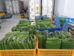 Hojas de Plátano Congeladas de Vietnam, Suministro a Granel, Calidad de Exportación, Hojas Naturales para Envolver Alimentos - Sra. Tarina - Product Image 3