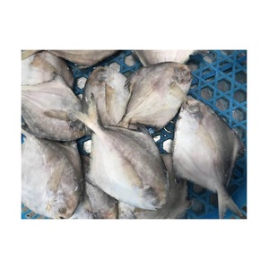 Pescado Entero Congelado de Pomfret Plateado, Calidad de Exportación, Proveedor al por Mayor - Product Image 6