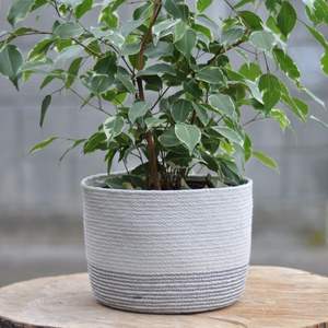 Jardinière élégante en corde macramé pour la décoration de plantes d'intérieur, améliorant l'esthétique du salon avec un style bohème fait main - Product Image 4