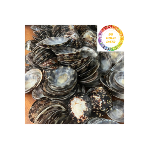 Conchas de Lapa de calidad de exportación de Vietnam para decoración costera de Arte de concha hecha a mano y accesorios de acuario - Product Image 4