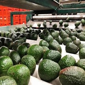 อะโวคาโดเฮส์ปลูกสดใหม่มีให้เลือกส่งออกทั่วโลกในราคา FRM - Product Image 6