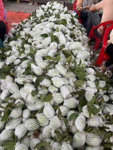 บรรจุภัณฑ์แบบกำหนดเองสำหรับฝรั่งสดจากเวียดนาม รสหวานธรรมชาติและอุดมด้วยวิตามิน สำหรับการผลิตภายใต้แบรนด์ส่วนตัว - Product Image 6