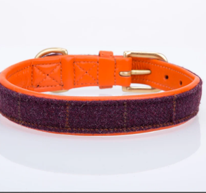 Collier de chien en cuir vert de haute qualité pour lévrier et Whippet - Product Image 2