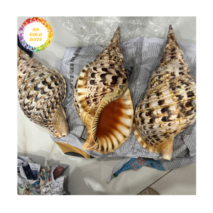 Trompeta Seashells Premium Sea Shell Material para acuario Paisajismo Adornos Suministros Origen Vietnam - Product Image 2