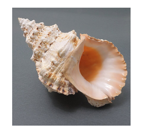 เปลือกกบจากทะเลเหมาะสำหรับงานฝีมือแฮนด์เมดการตั้งค่าตู้ปลาและการตกแต่งสไตล์ชายหาด - Product Image 1