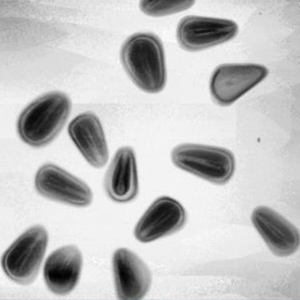 Công nghệ độ nhạy cao ứng dụng bảo mật tiên tiến Máy quét X-quang - Product Image 4