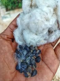 Semi di cotone per i prezzi all'ingrosso - Product Image 5