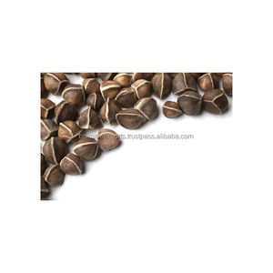 Graines de Moringa fraîches de la meilleure qualité (PMK2) avec 5% d'humidité sans OGM d'origine indienne certifiée APEDA - Product Image 4