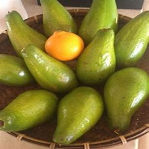 พาเลทโอฟอร์กานิกเฮส์อะโวคาโดปลูกสดใหม่หลากหลายขายในราคาไม่แพง - Product Image 3